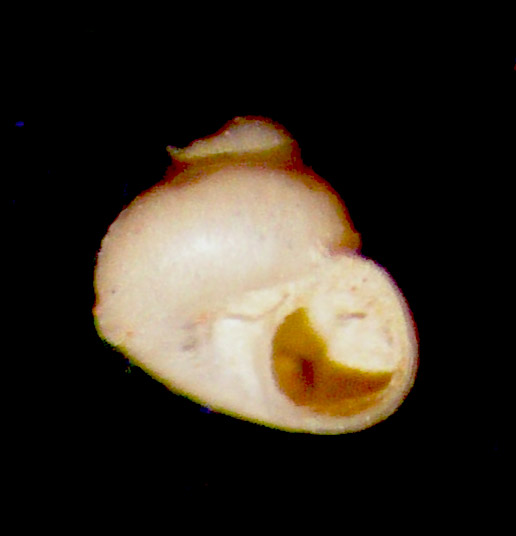 Lissotesta turrita